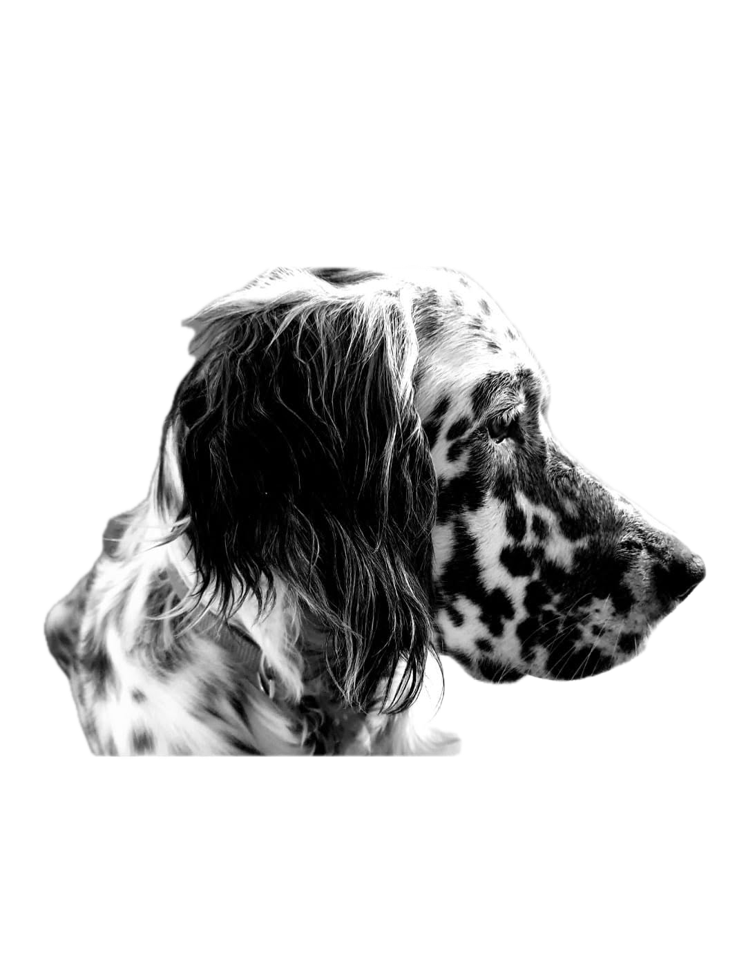 Tête de chien