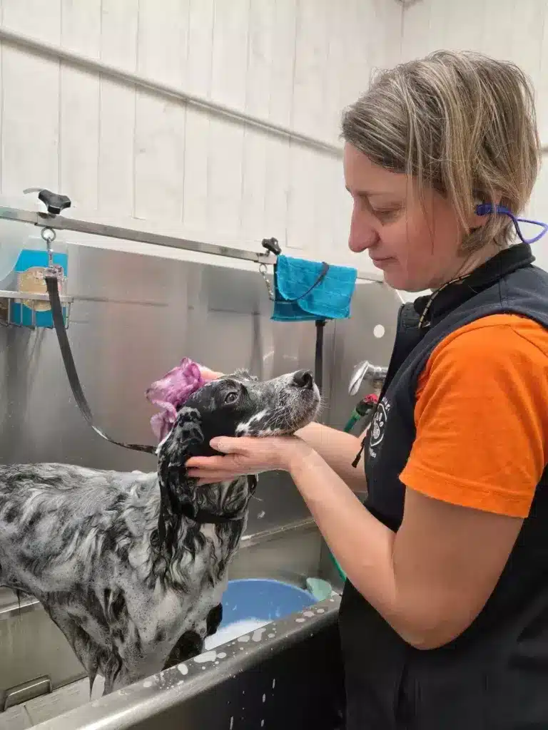 Bain d’un chien avec des soins naturels au salon